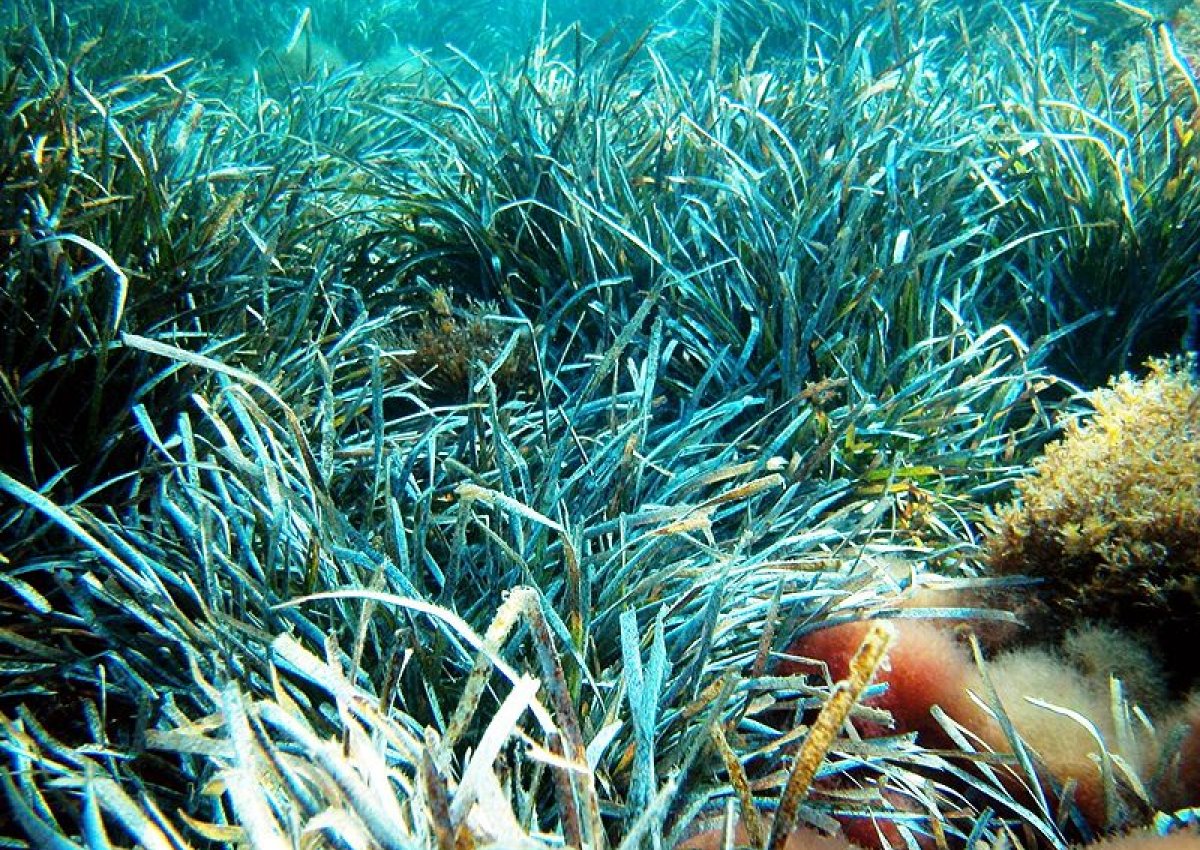 Posidonia: the underwater treasure you can enjoy when hiring a boat in Ibiza